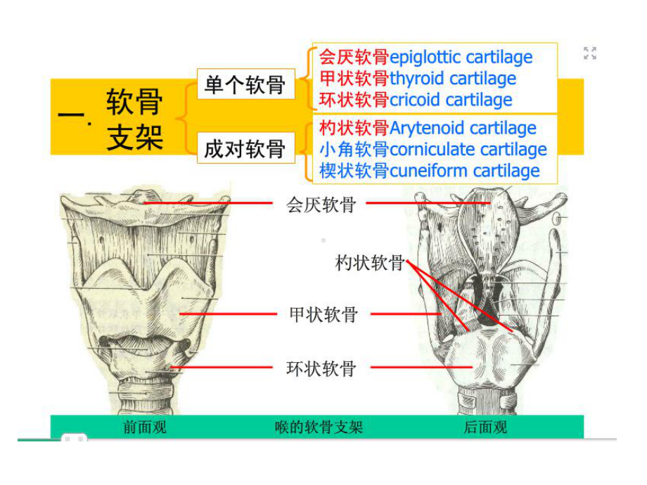 喉部解剖及常见占位.pptx_第3页