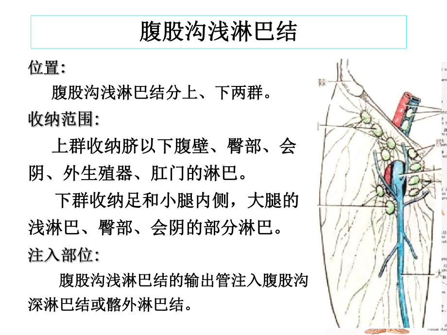 下肢血管肌肉神经解剖(共25张PPT).pptx_第2页