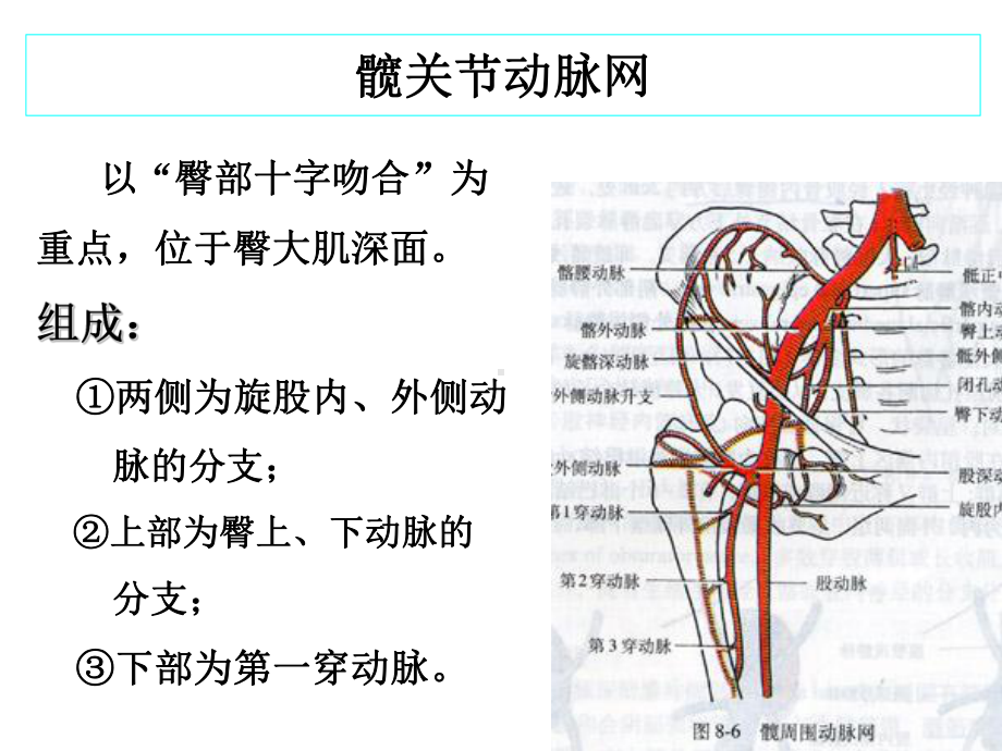 下肢血管肌肉神经解剖(共25张PPT).pptx_第3页