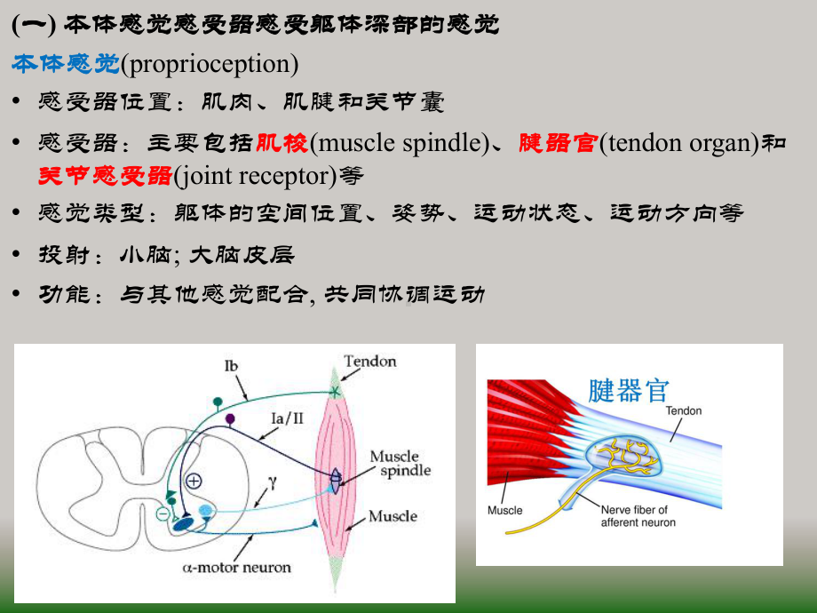 生理学课件之神经class3.pptx_第2页