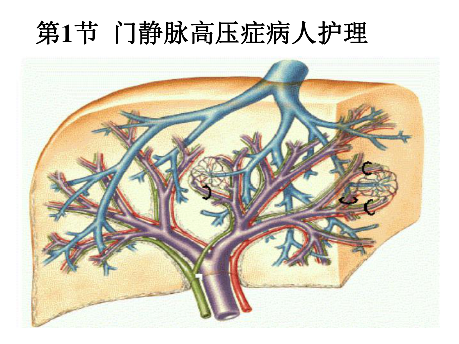 中职外科护理第三版课件第19章-肝胆疾病课件.ppt_第2页