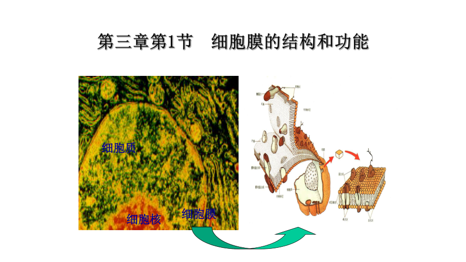 新课标高中生物必修一第三章第1节细胞膜的结构和功能课件.pptx_第1页