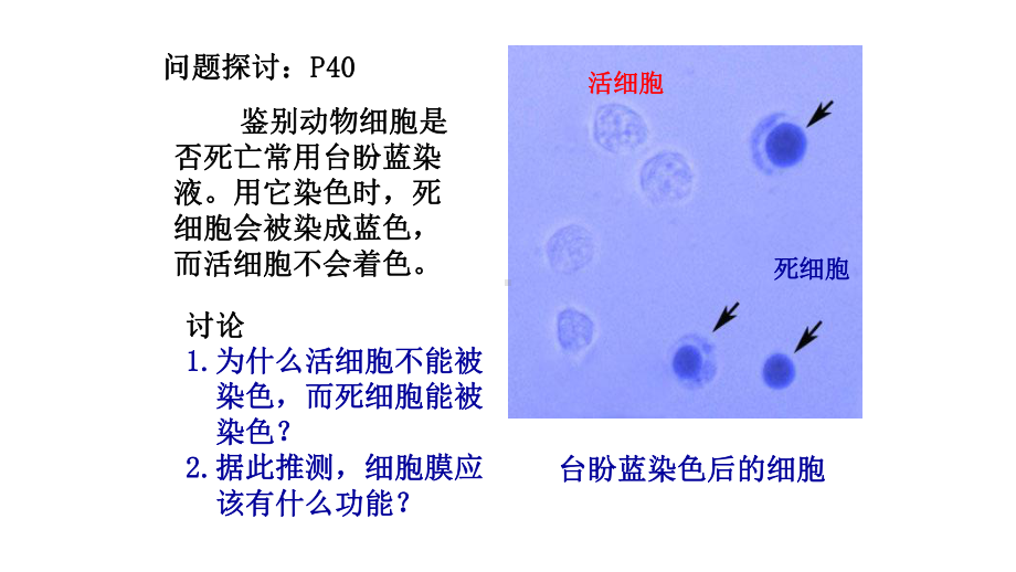 新课标高中生物必修一第三章第1节细胞膜的结构和功能课件.pptx_第2页