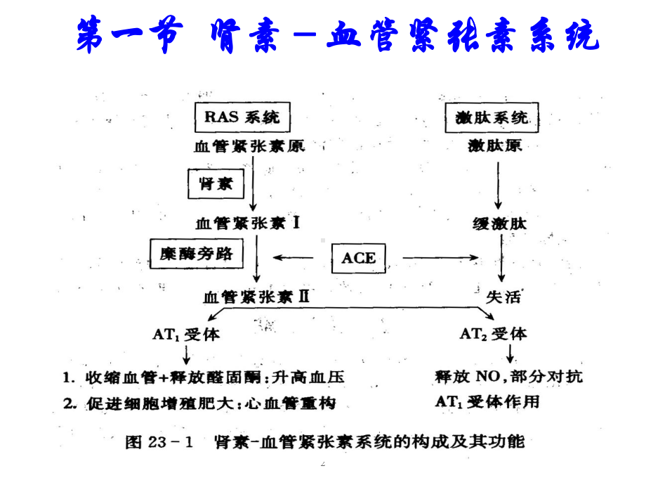 药理学：肾素血管紧张素系统药理课件.ppt_第2页