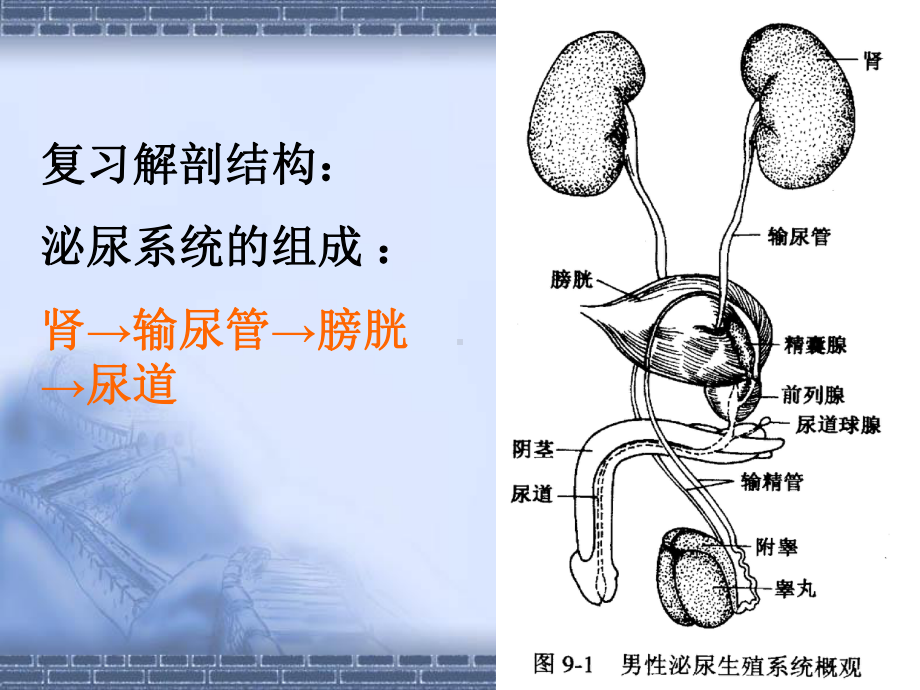 尿的生成与排放课件.ppt_第2页