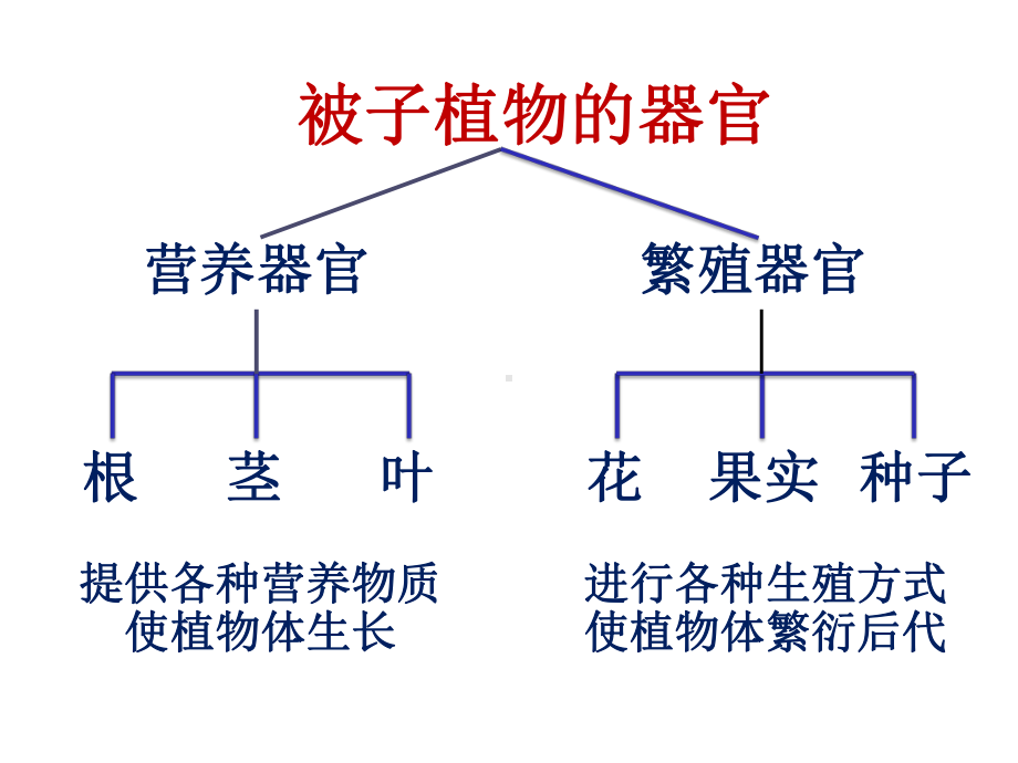 药用植物学：根课件.ppt_第3页