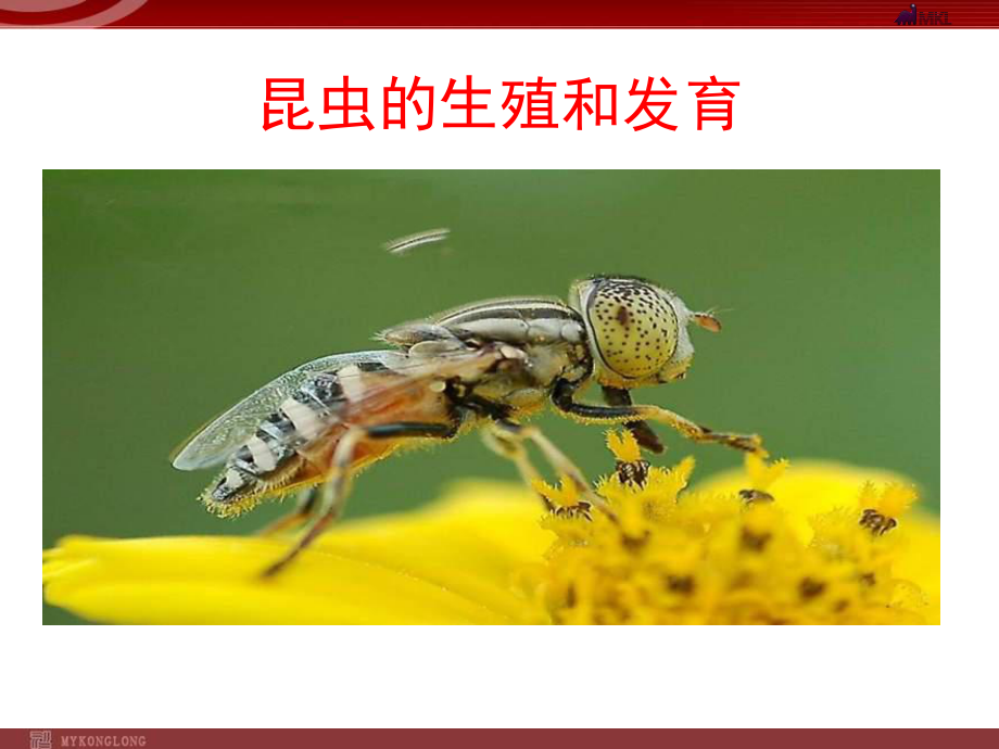 八年级生物下册《第二节昆虫的生殖和发育》课件.ppt_第1页