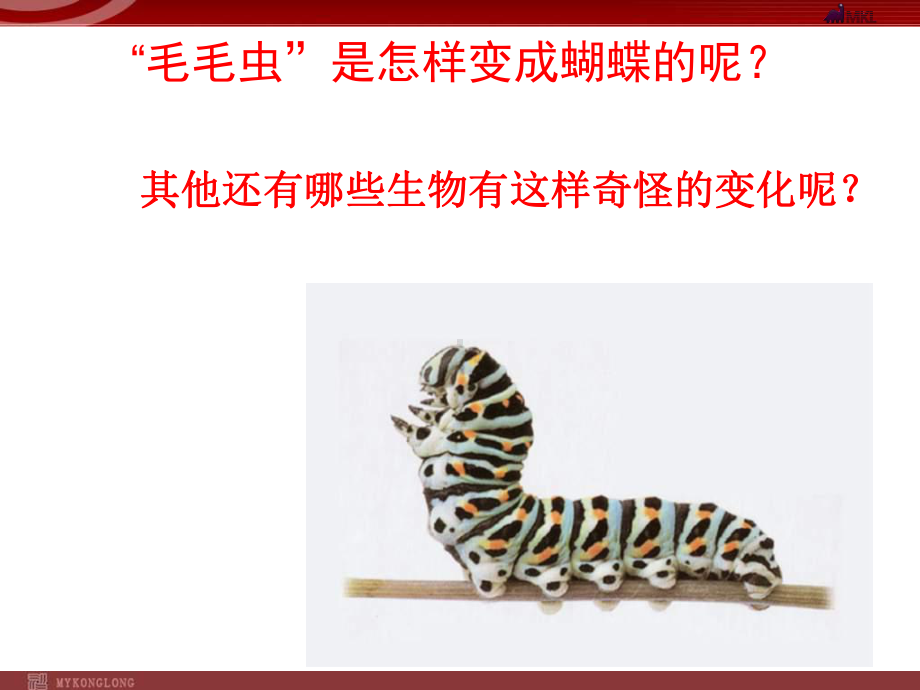 八年级生物下册《第二节昆虫的生殖和发育》课件.ppt_第3页