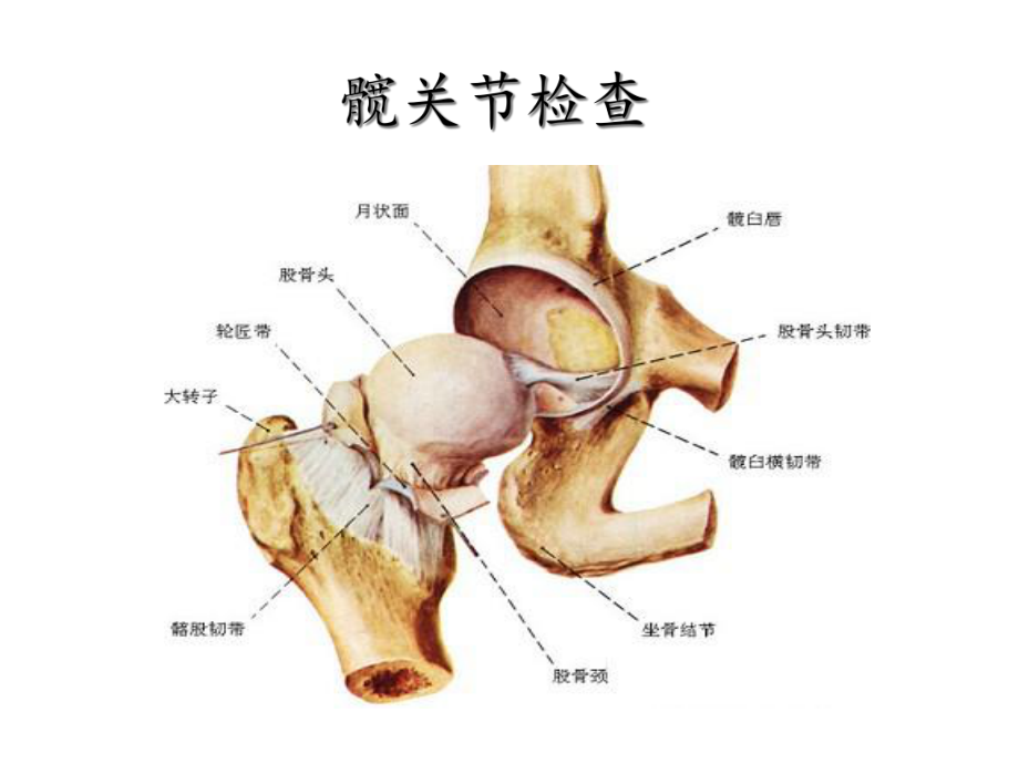 髋关节体格检查课件.ppt_第1页