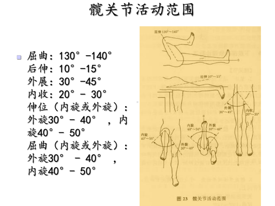 髋关节体格检查课件.ppt_第3页