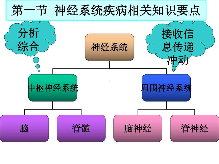 神经系统疾病患者重点护理第一节神经系统疾病相关知识要点课件.ppt_第2页