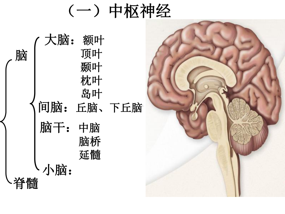 神经系统疾病患者重点护理第一节神经系统疾病相关知识要点课件.ppt_第3页