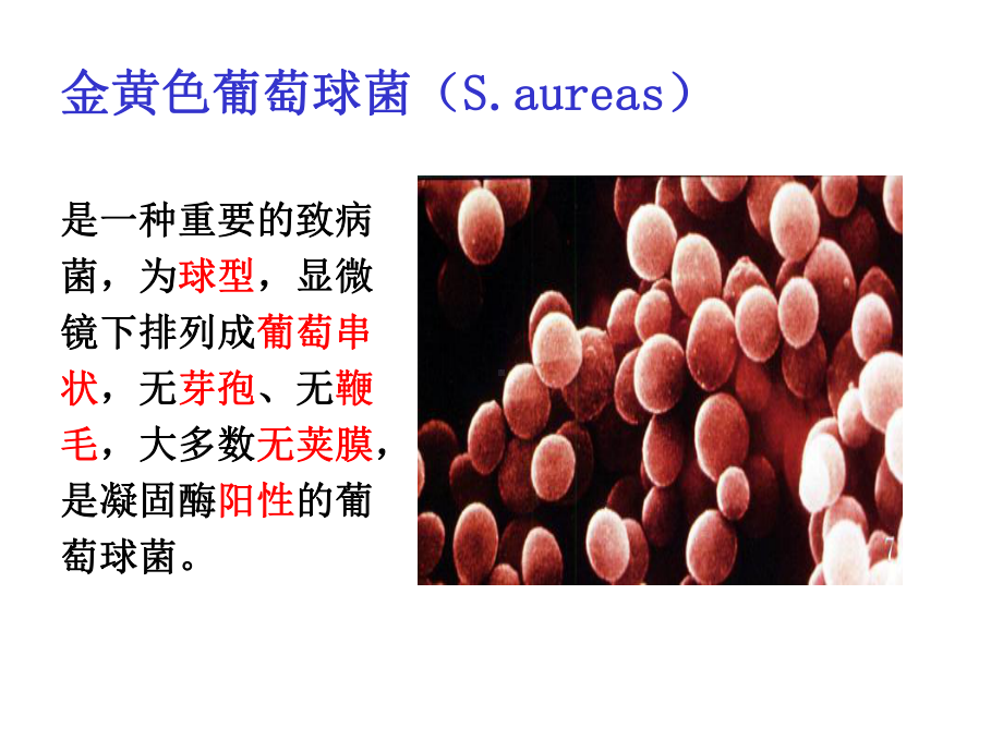 万古霉素临床应用简述-医学资料.ppt_第2页