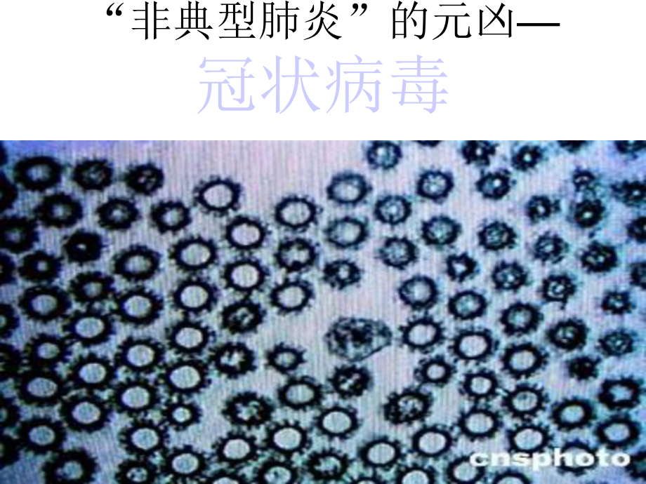 细胞是生物体结构和功能的基本单位课件.ppt_第2页