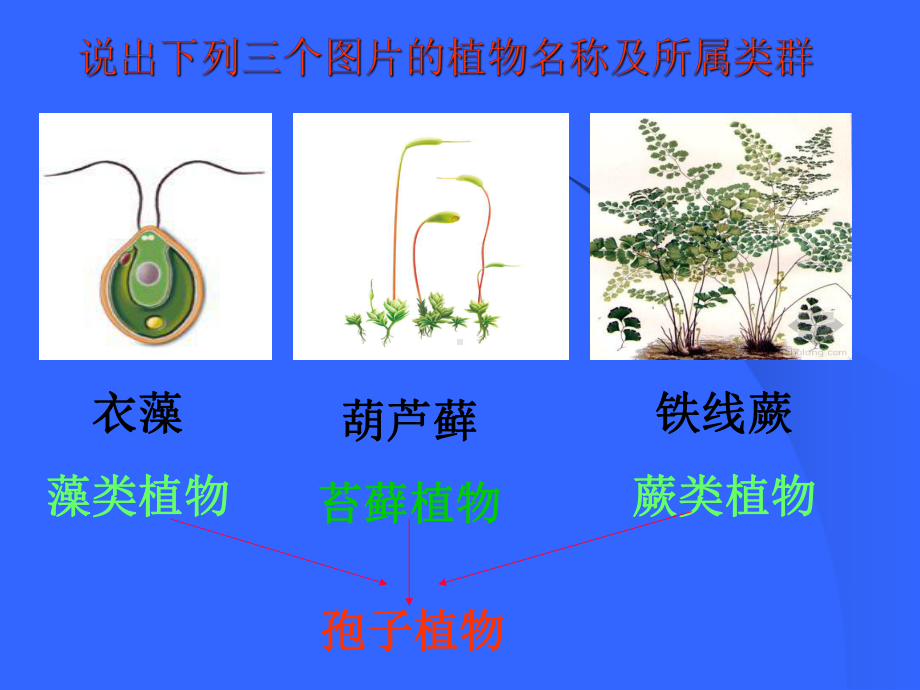 生物《种子植物》课件.ppt_第2页