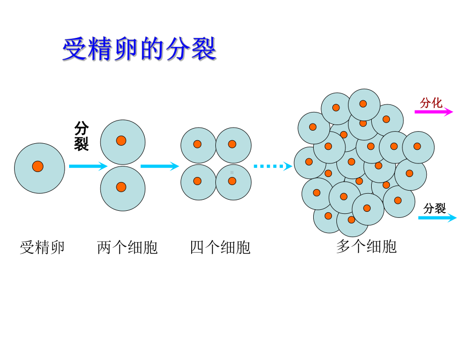 植物体的结构层次课件.ppt_第3页