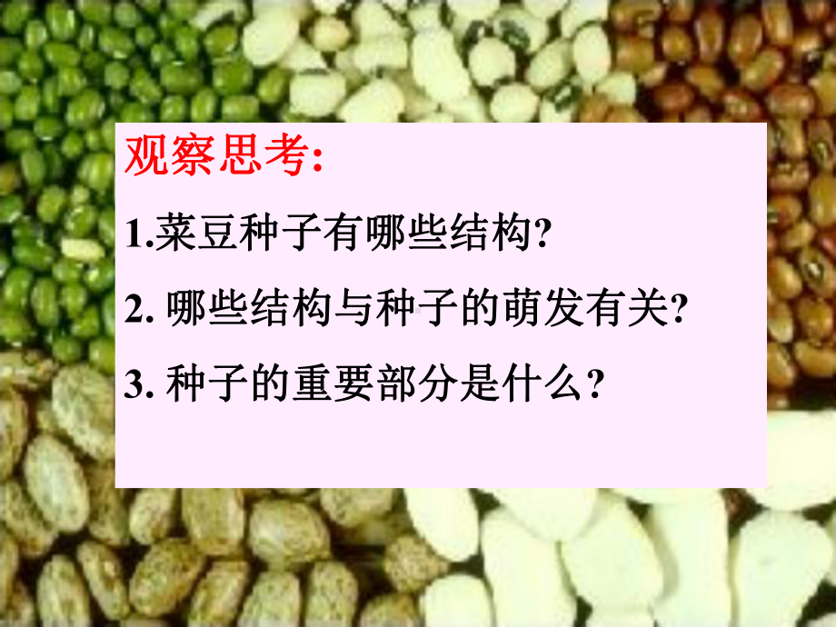 《植物种子的萌发》课件（推荐课件）.pptx_第3页