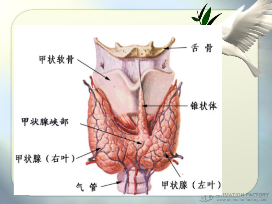 碘参与甲状腺激素的合成机制课件.ppt_第2页