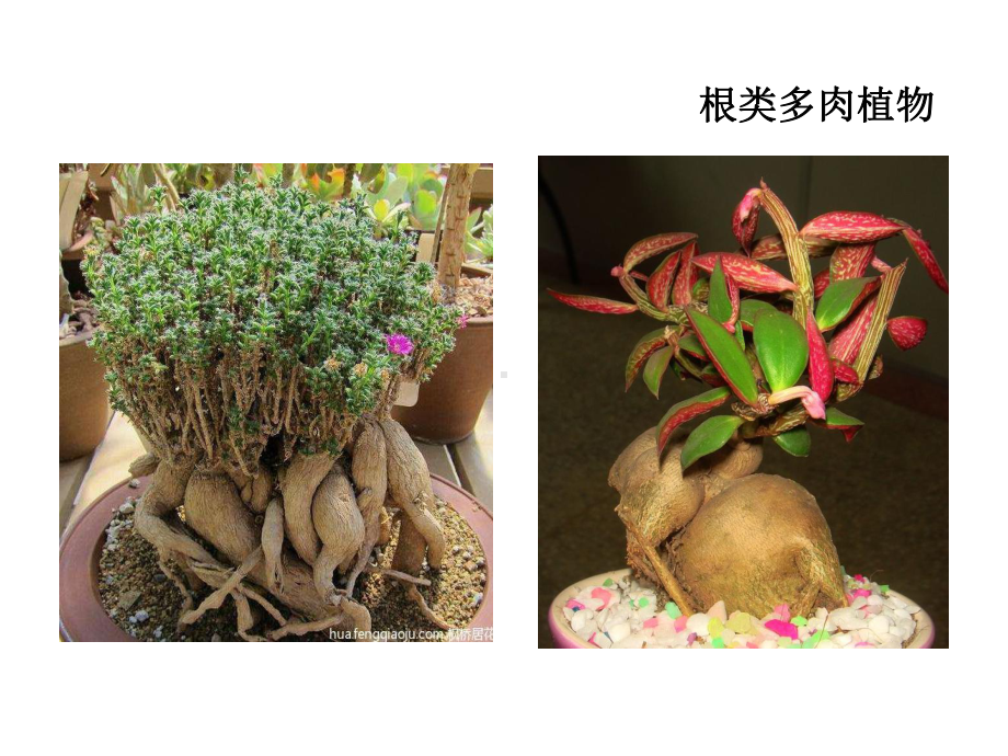 多肉植物(幼儿园)课件.ppt_第2页