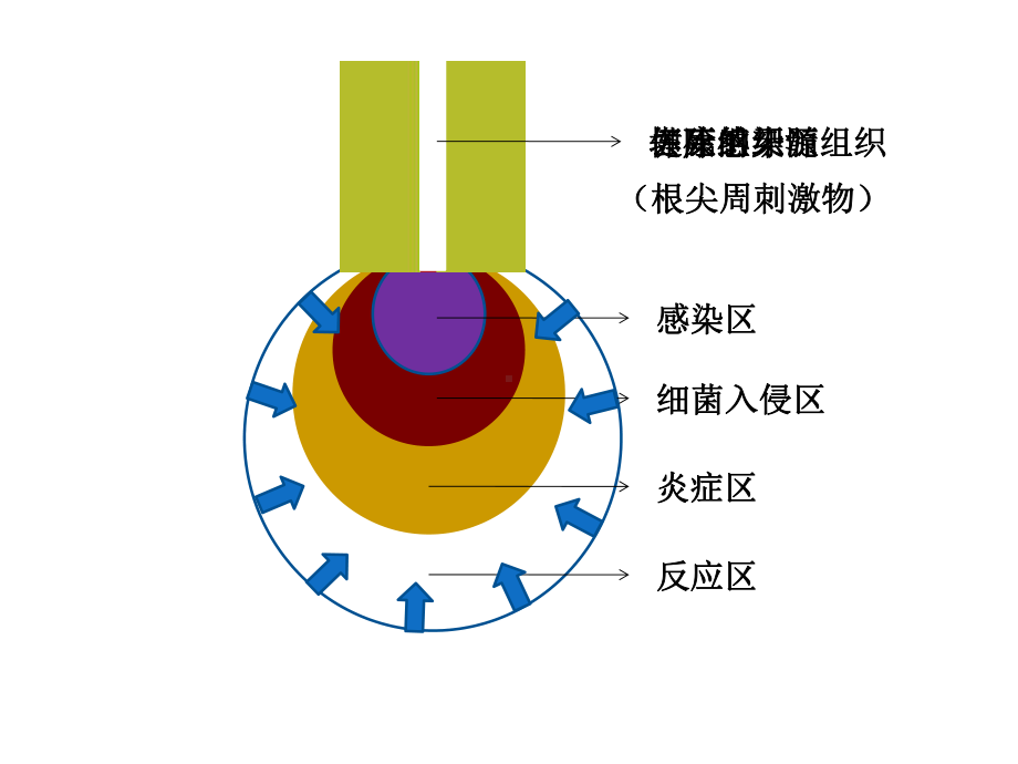 根管长度测量仪课件.ppt_第2页