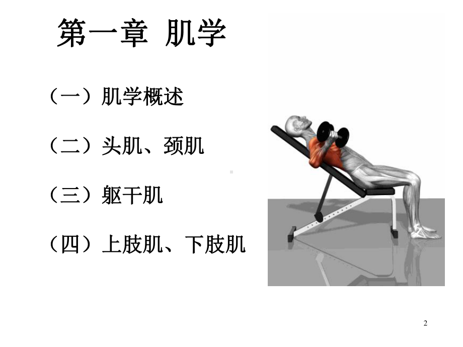 系统解剖学：肌学总论、全身肌课件.ppt_第2页