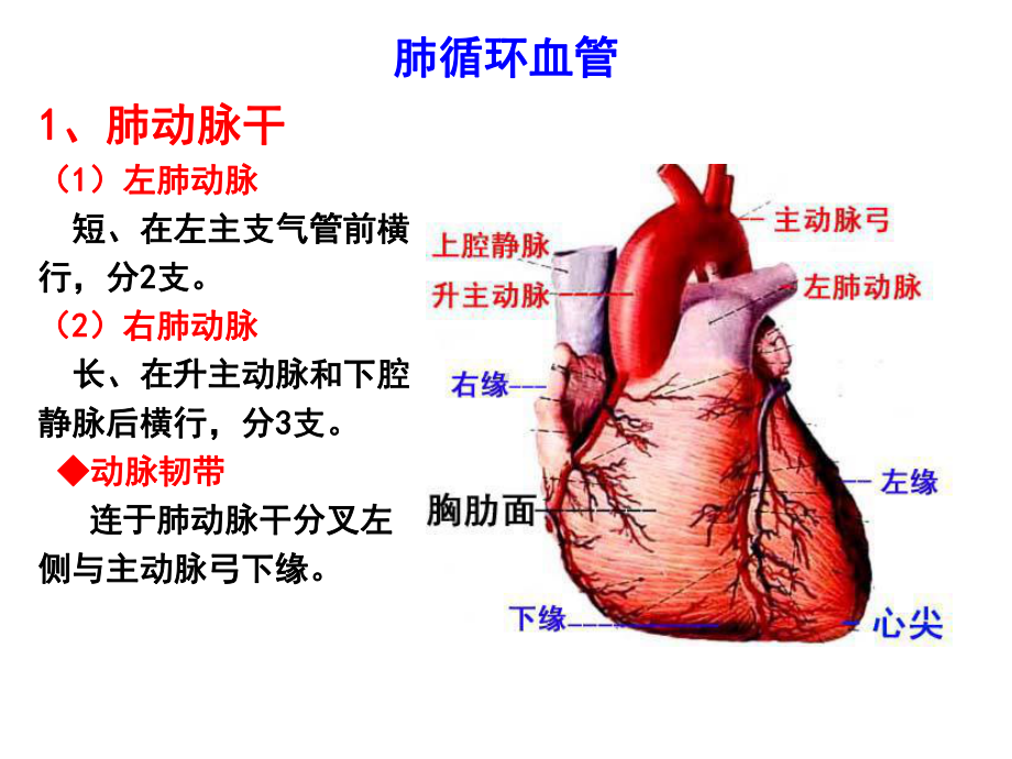 系统解剖学脉管系统课件.ppt_第2页