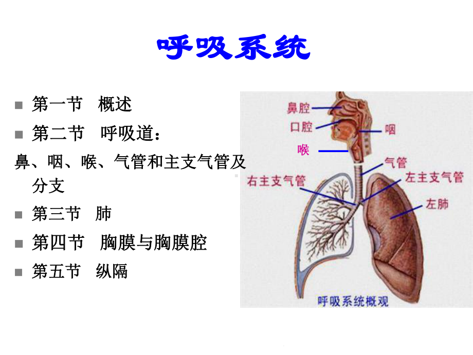 系统解剖学之呼吸系统(共52张)课件.pptx_第2页