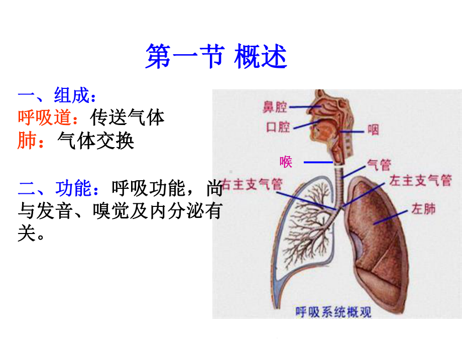 系统解剖学之呼吸系统(共52张)课件.pptx_第3页