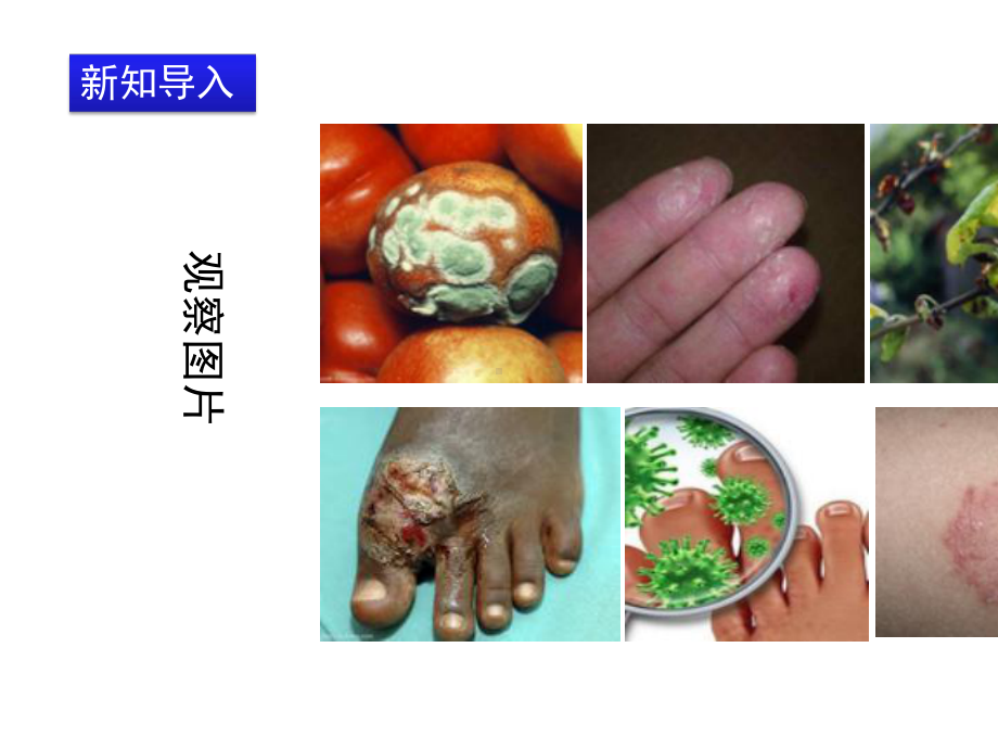 《人类对细菌和真菌的利用》精品课件.ppt_第2页