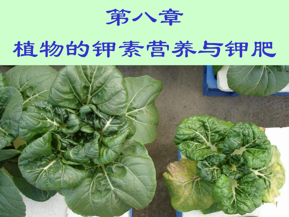 植物的钾素营养与钾肥课件3.ppt_第1页