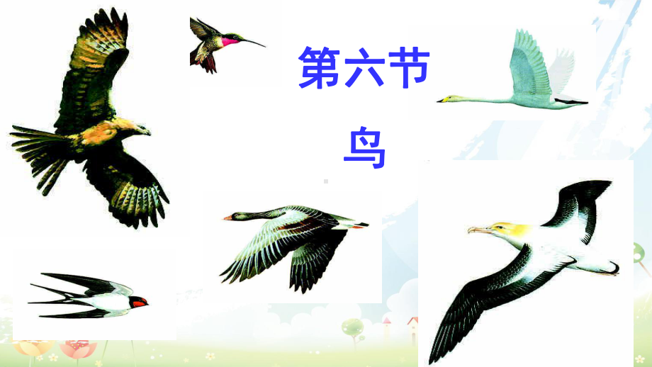 人教版初中八年级生物上册《第一章-第六节鸟》课件.ppt_第1页