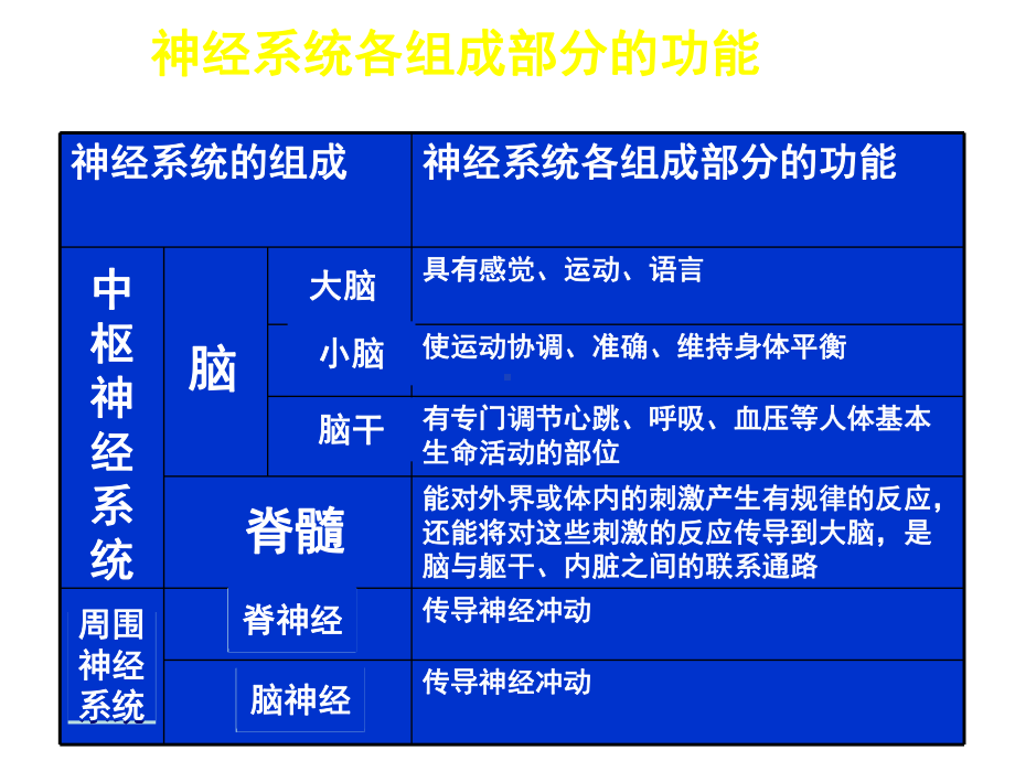 中枢神经系统系统解剖学医学.ppt_第3页