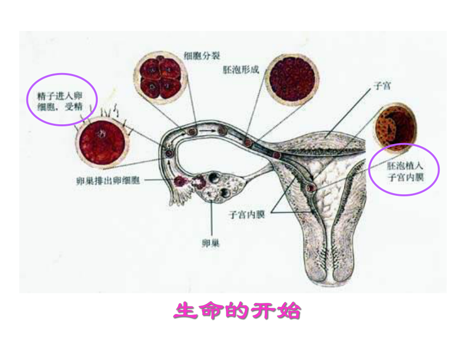 第节基因在亲子代间的传递课件.ppt_第3页