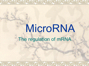 研究microRNA讲义课件.ppt