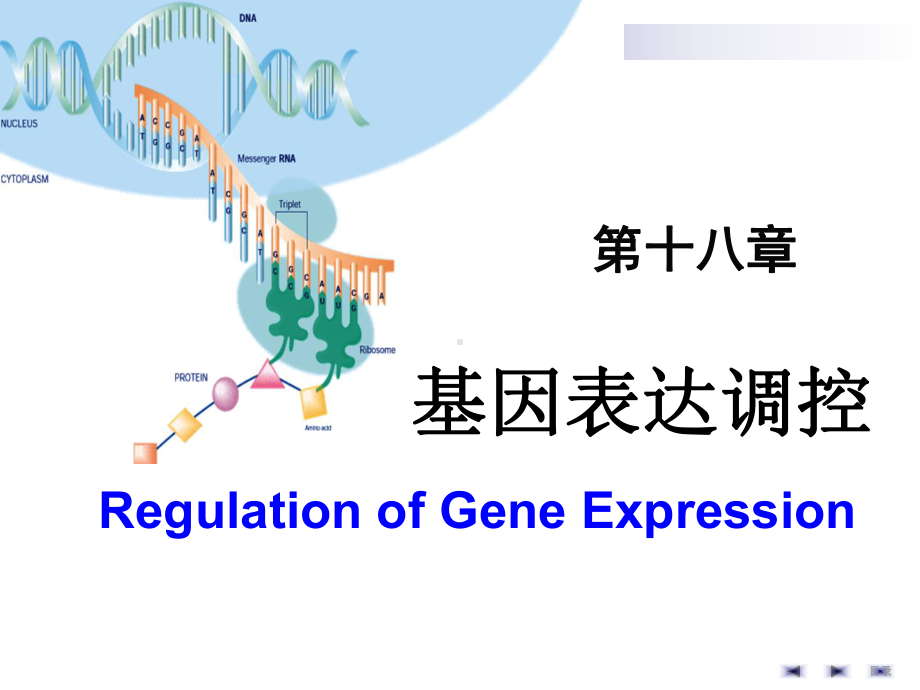 基因表达调控课件.ppt_第1页