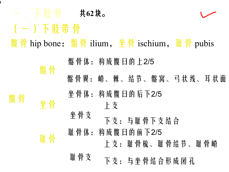 《下肢骨及其连结》课件.ppt_第2页