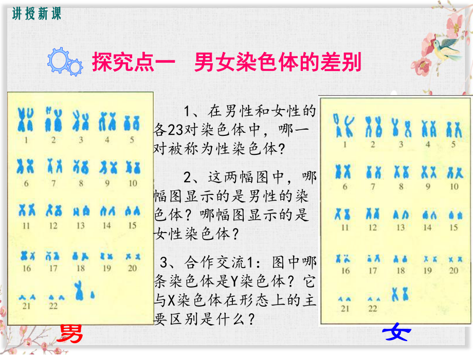 人教版八年级生物下册课件人的性别遗传.ppt_第3页