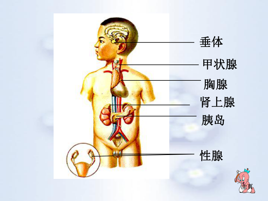 人教版生物七年级下册激素调节优秀课件.ppt_第3页