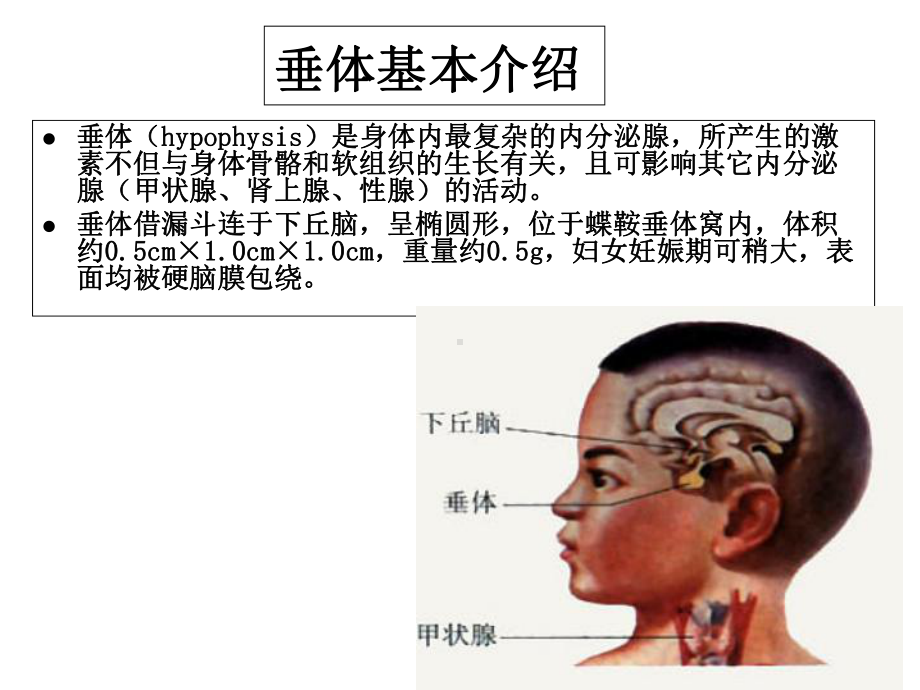 垂体病变MRI诊断思路.ppt_第2页