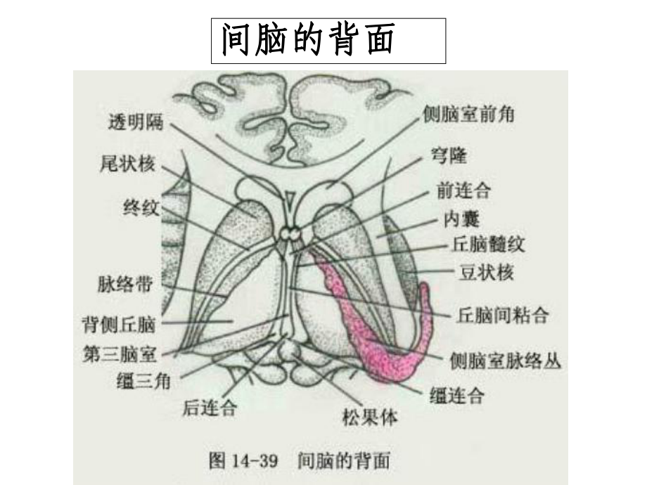 垂体病变MRI诊断思路.ppt_第3页