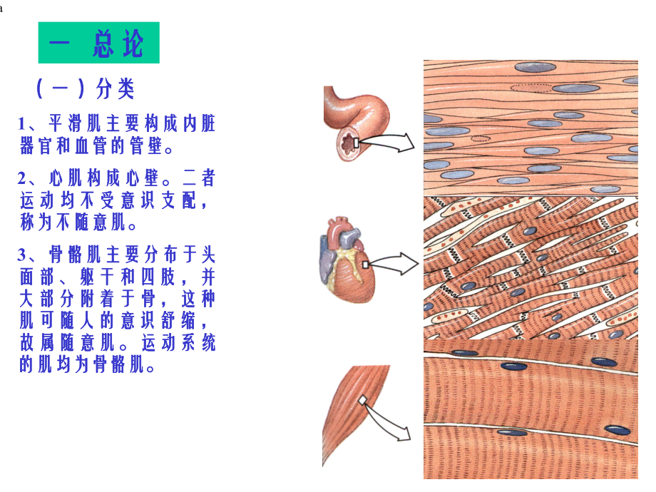 《头、躯干肌》课件.ppt_第2页