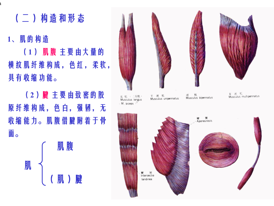 《头、躯干肌》课件.ppt_第3页