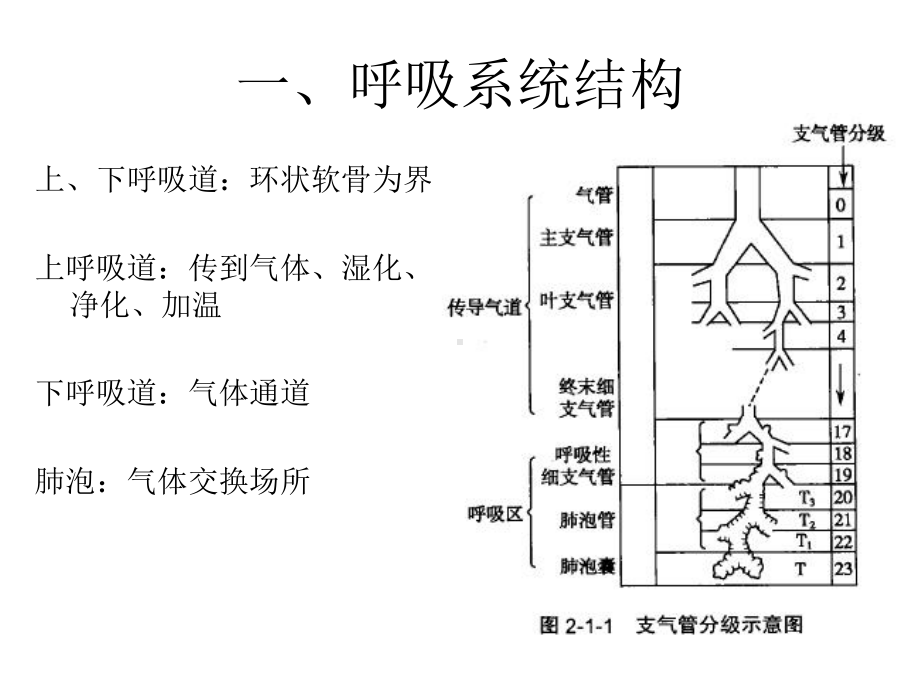 呼吸系统总论.pptx_第2页