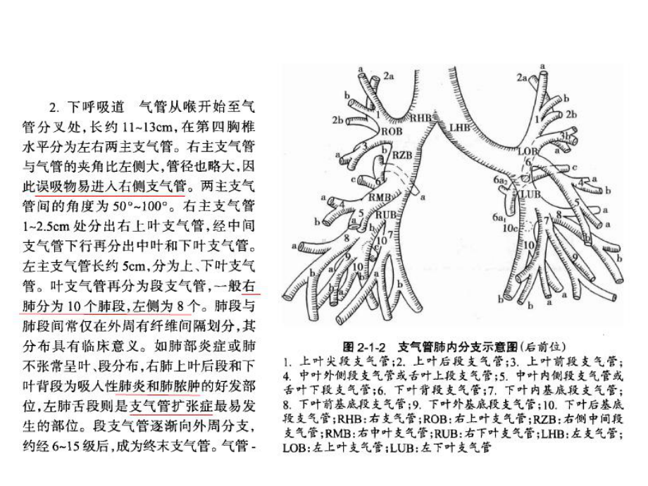 呼吸系统总论.pptx_第3页