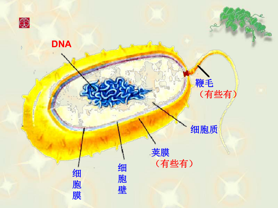 人教版生物八年级上册543《真菌》课件.ppt_第2页