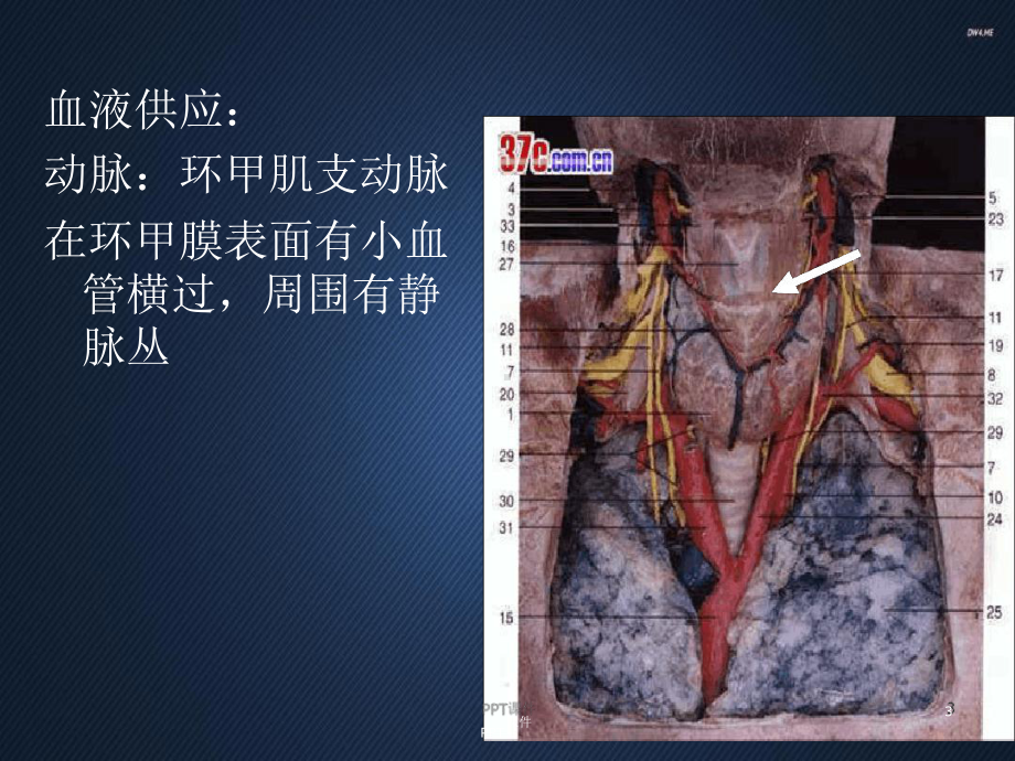 环甲膜穿刺术课件.ppt_第3页