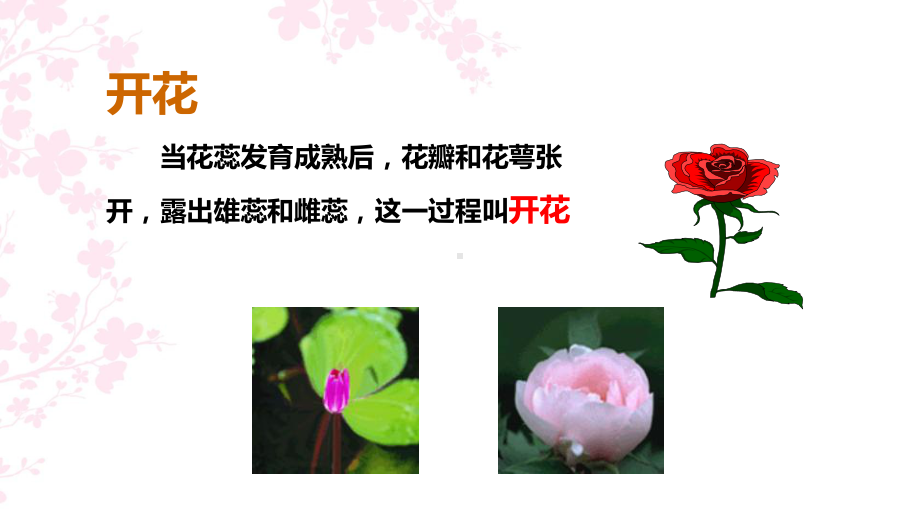 教学课件：开花和结果(优质课).pptx_第3页