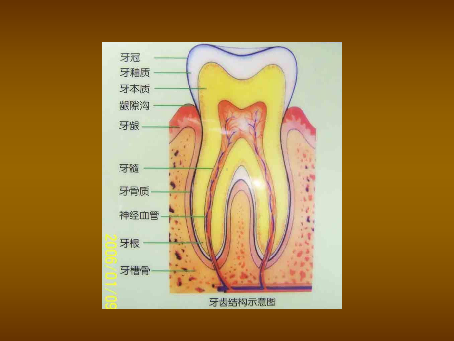 口腔美容培训课件.ppt_第3页