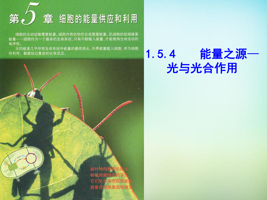 江西省高中生物54能量之源光与光合作用课件新人教版必修1.ppt_第2页