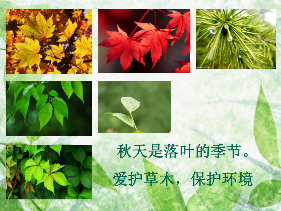 《植物的叶》精美课件粤教版小学12.ppt_第2页